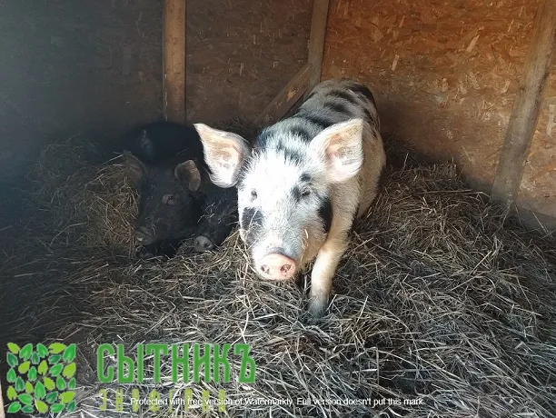 Купить домашнее свиное мясо у фермера