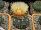 Astrophytum (SK x CRASAS) x AS KIKKO (1025) - 10 семян