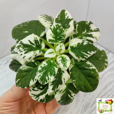 Н-Горный Воздух (Н. Бердникова) 2018