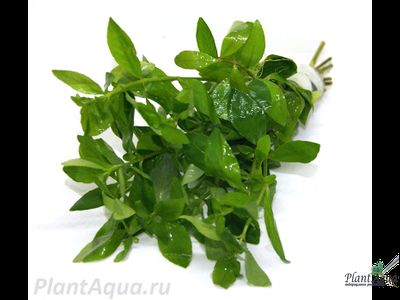 Гигрофила многосеменная (пучок)