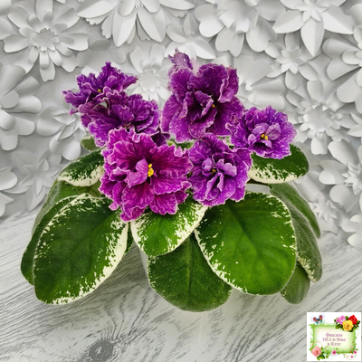 SV-Космические Ежи (С. Суворова) 2021 г.