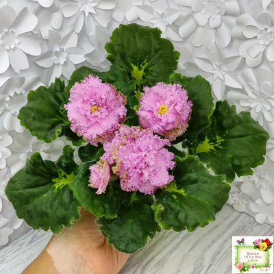 ЛЕ-Медуница (Е. Лебецкая) 2020 г. (сортовая омоложенная розетка)