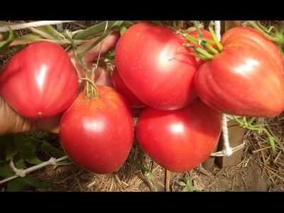 Томат Домашние сердца от Гонсиоровских