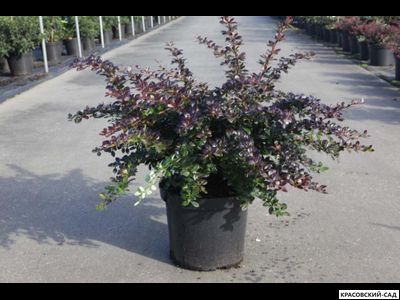 Барбарис Ред Джевел - Red Juwel