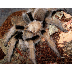 Афонопельма Халькодес (Aphonopelma chalcodes)