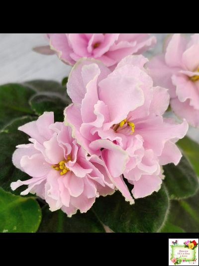 АВ-Амур и Розы (Фиалковод) 2023 г.