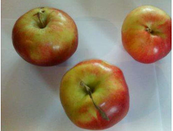 Пришвинское (яблоня)