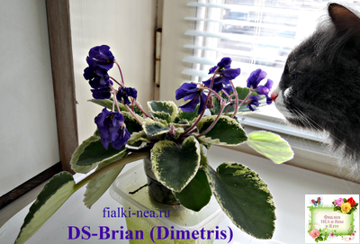 DS-Brian (Dimetris) 2014 г. (пестролистная бастл-листва)