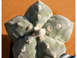 Astrophytum myriostigma v.strongylogonum - 5 семян