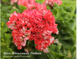 Пеларгония Эрик- Идеальная Любовь