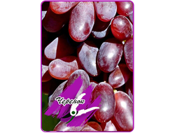 Карнавал (укоренённый черенок)