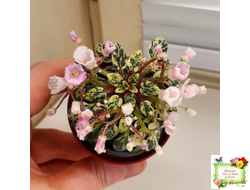 Precious Pixie (S.Sorano) (3 листа с детками в 1 стаканчике)