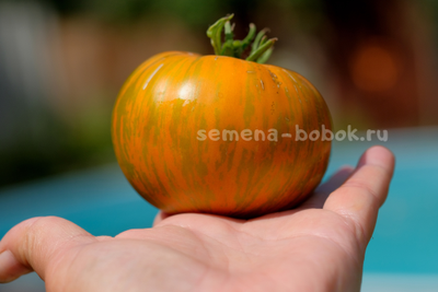 Томат Jipaulia (Джипаулия), 10 шт