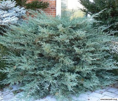 Можжевельник Глаука - Glauca