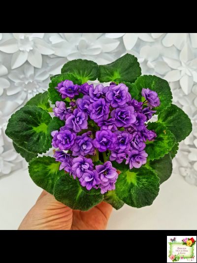 Little Caboose (H. Pittman) (гёрл-лист с кроновой пестролистностью)