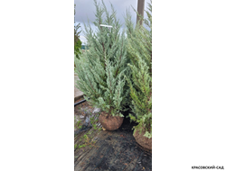 Можжевельник Мунглоу - Moonglow