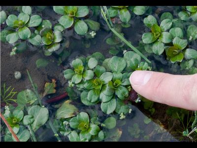 Людвигия Мато Гроссо (Ветка)