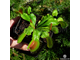 Dionaea muscipula Giant rosetted