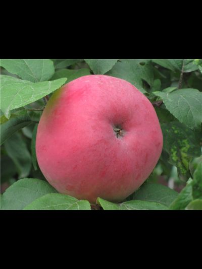 Память Тихомирова (яблоня)