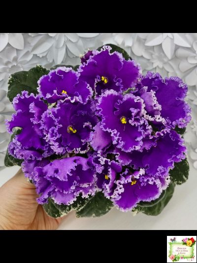 Dn-Юная Француженка (Д. Денисенко) 2016 г.