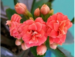 Красивоцветущие растения