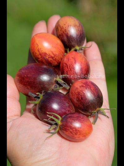 Томат Любушка, 10 шт