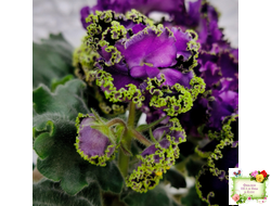 АВ-Гром и Молнии (Фиалковод) 2019 г.