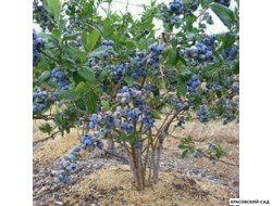 Голубика Элизабет - Elisabeth