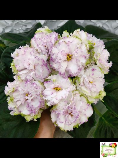 Фея (Т. Л. Дадоян) (лист укоренённый)