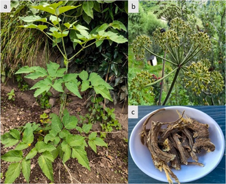 Ангелика Glauca корень (Angelica glauca) 2 г - 100% натуральное эфирное масло