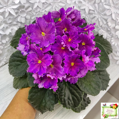 Dn-Cherchez la Femme (Д. Денисенко) 2020 г.