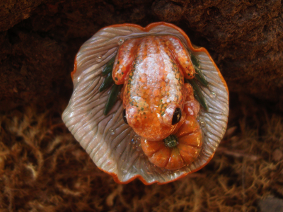 Кольцо с лягушкой "Принцесса Тыковка, наследница Урожайных Полей"