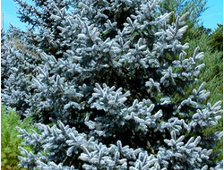 Ель колючая Hoopsi, C3