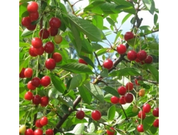 Вишня Вита (ЗКС)