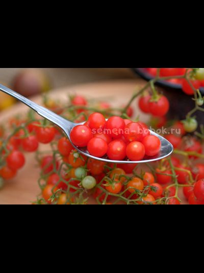 Томат ампельный Сотни и тысячи (100 и 1000), 10 шт.