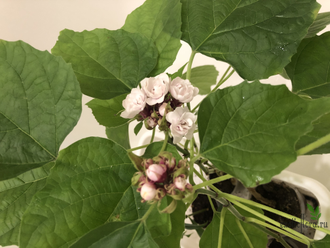 Clerodendrum philippinum / Клеродендрум филиппинский ароматный