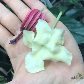 Павония /Pavonia multiflora