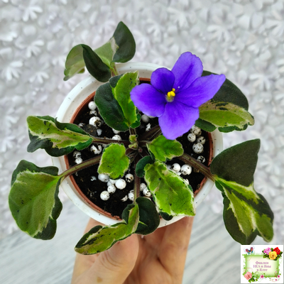 СФ-Томная Жозефина (С. Фатеева) листовая химера