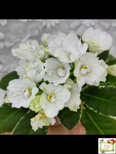 ЛЕ-Стрекоза (Е. Лебецкая) 2020 г. (пестролистный лонг)