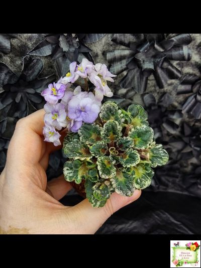 Heavenly Girl (Хевенли Гел), H.Pittman (пестролистный гёрл)