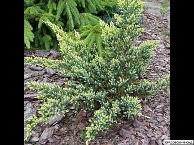 Можжевельник Голд Тип - Gold Tip