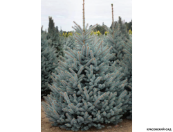 Ель Ольденбург - Фото в ландшафте - красовский-сад.рф