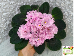 Hunter's Vertigo (K. Muzalewski) (лист укоренённый)