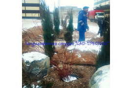 Озеленение общественных и частных территорий. Посадка крупномеров.