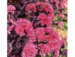 Очиток МОДЖАВЕ ДЖЕВЕЛ ДИАМОНДС (MOJAVE JEWELS DIAMOND)