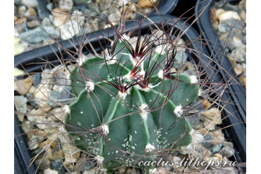 Astrophytum senile