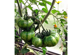 Сорт Желтое небо Рейчел, 14 июля