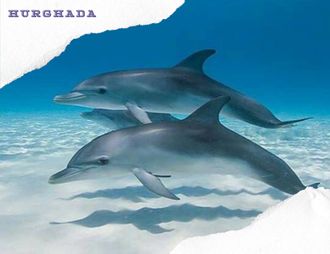 SEA TRIP DOLPHIN HOUSE