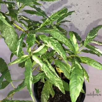 Ficus Racemosa White variegata / фикус ракемоза вариегатный белый