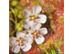 Drosera "Sidjamesii"